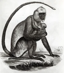 Brasilianischer Affe